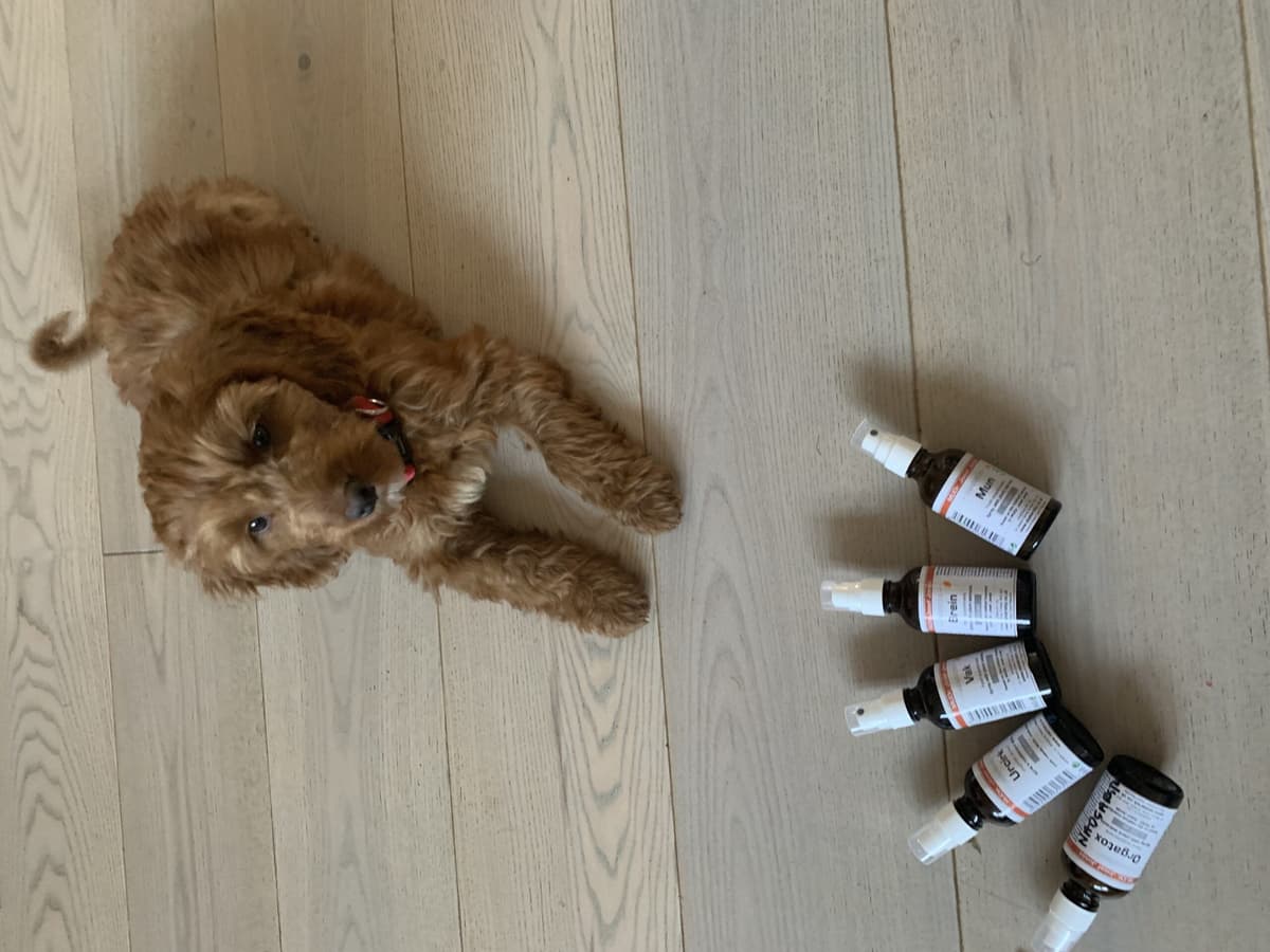 Holistic animal care