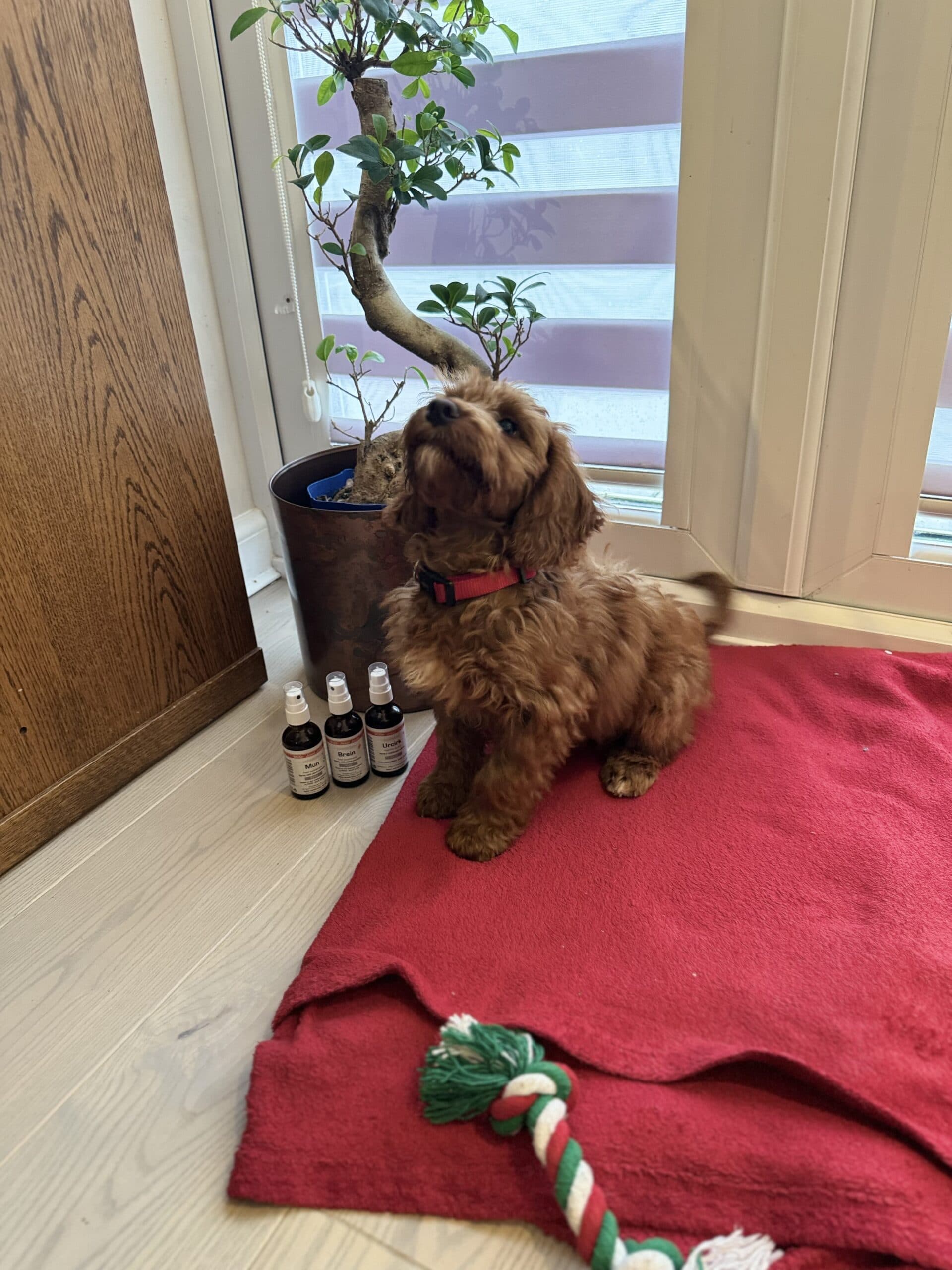Holistic animal care
